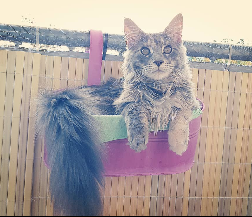 Imagini care surprind frumusetea aparte a pisicilor din rasa Maine Coon