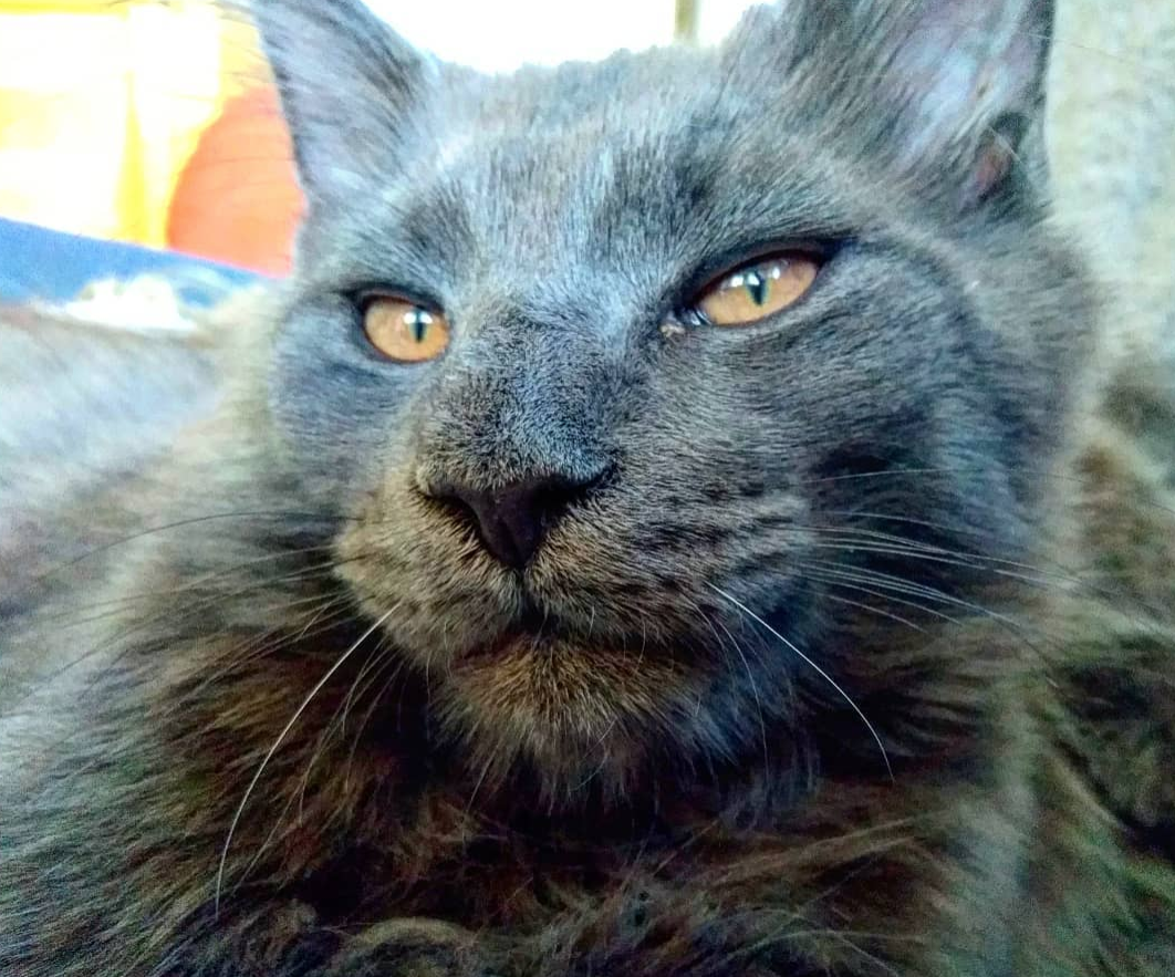 Imagini care surprind frumusetea aparte a pisicilor din rasa Maine Coon