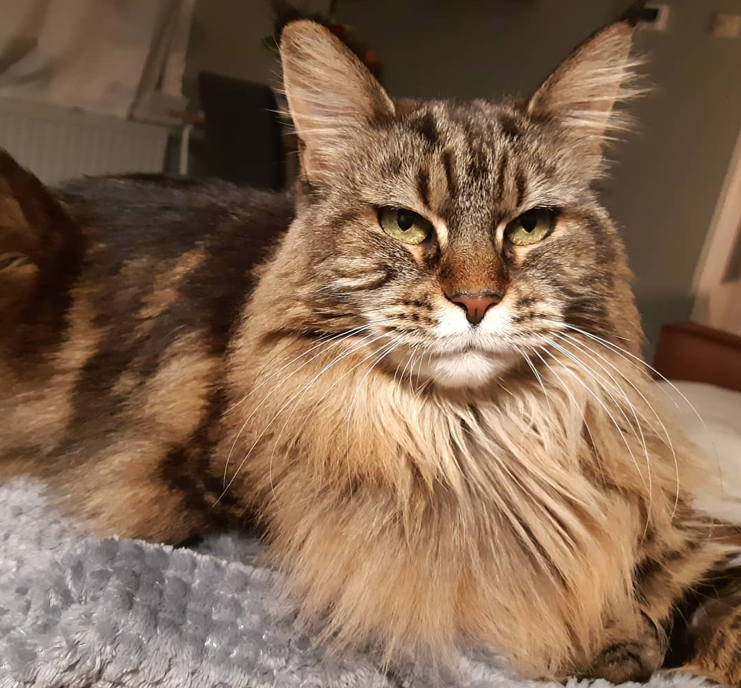 Imagini care surprind frumusetea aparte a pisicilor din rasa Maine Coon