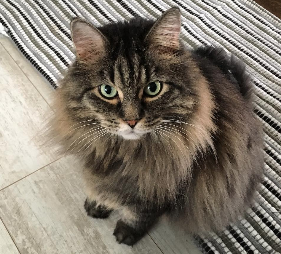 Imagini care surprind frumusetea aparte a pisicilor din rasa Maine Coon