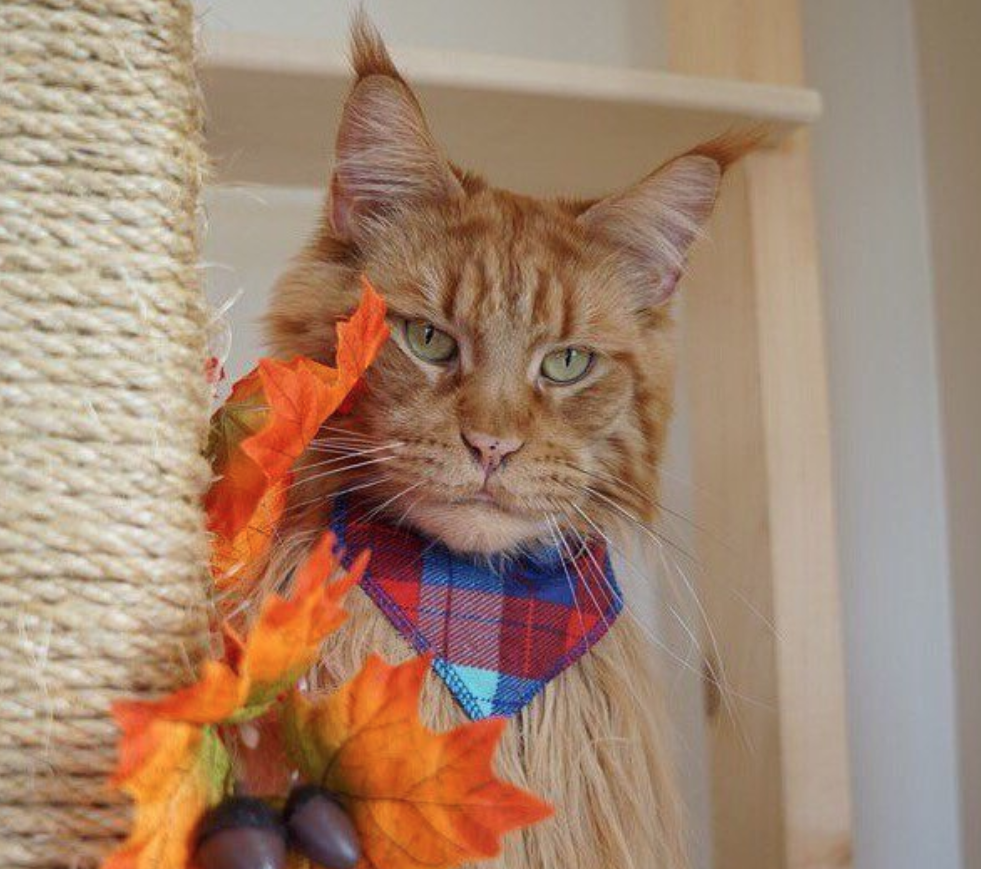 Imagini care surprind frumusetea aparte a pisicilor din rasa Maine Coon