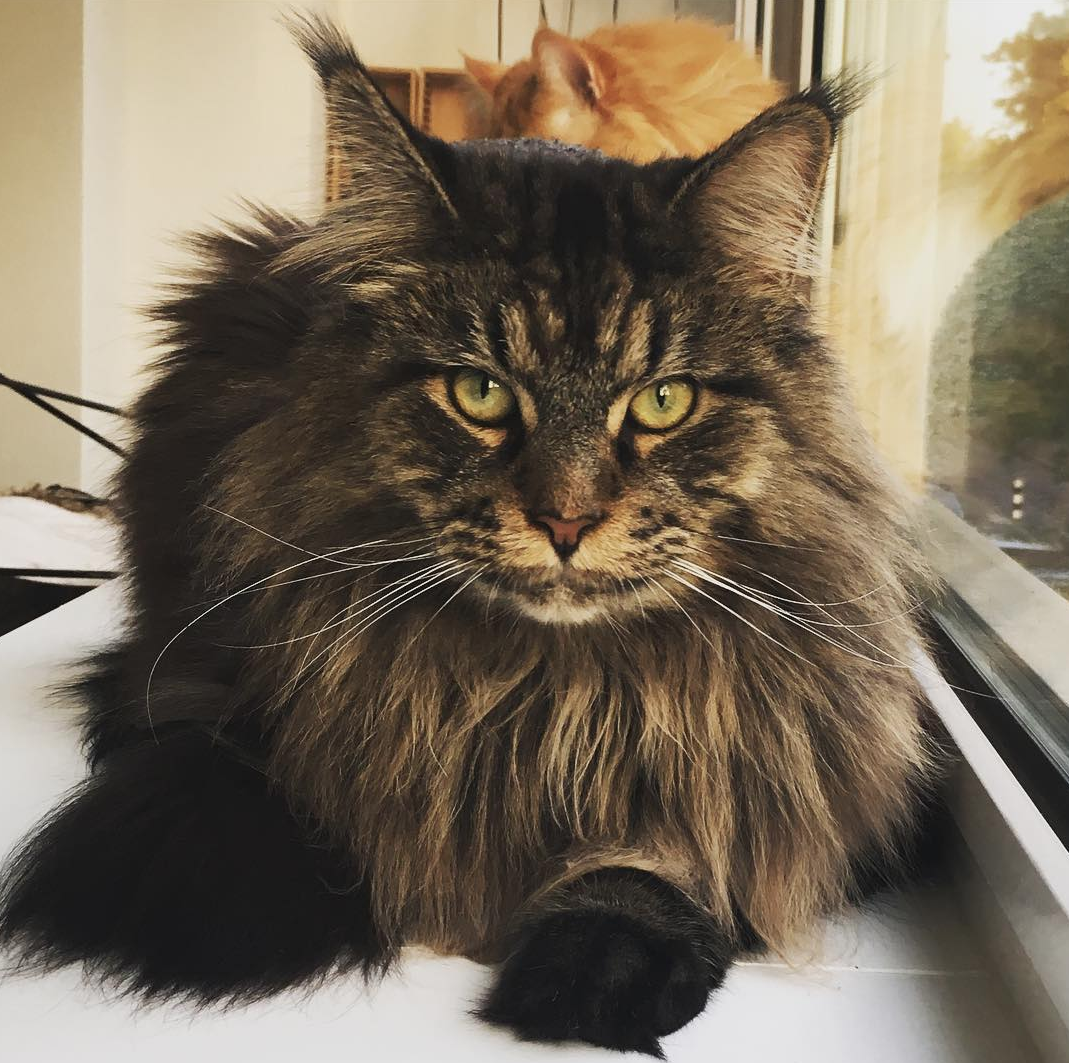 Imagini care surprind frumusetea aparte a pisicilor din rasa Maine Coon