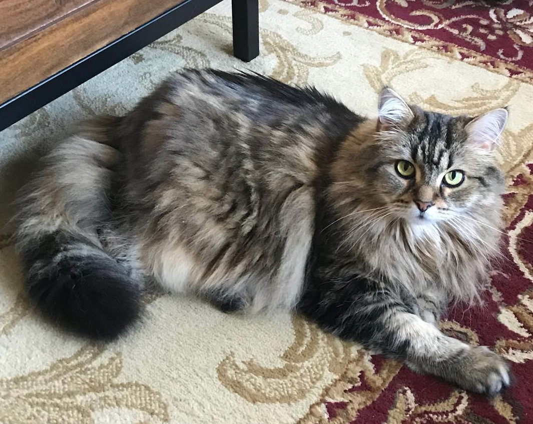 Imagini care surprind frumusetea aparte a pisicilor din rasa Maine Coon