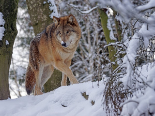 Ritualuri pentru a tine lupii la distanta
