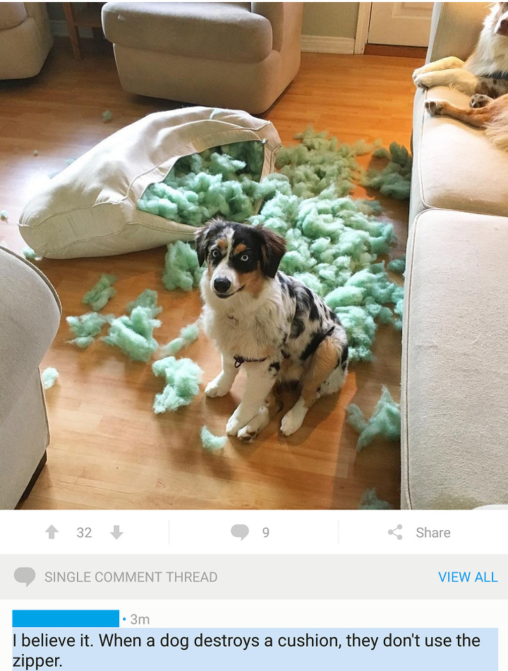 Cand un caine face un asemenea dezastru, nu foloseste fermoarul