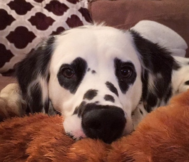 Animale "misterioase" care s-au nascut cu masca pe fata