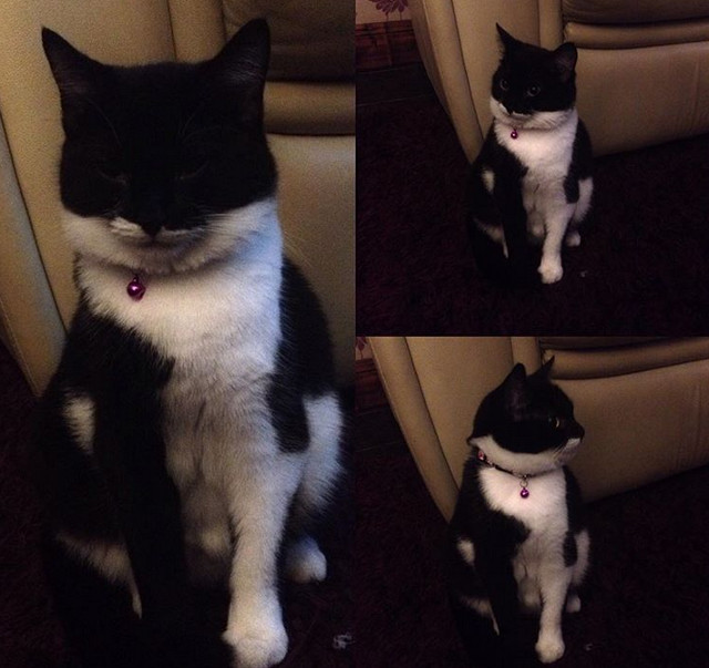 Animale "misterioase" care s-au nascut cu masca pe fata