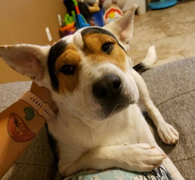 Animale "misterioase" care s-au nascut cu masca pe fata