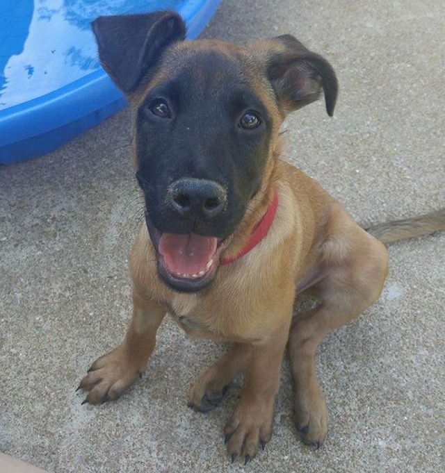 Animale "misterioase" care s-au nascut cu masca pe fata