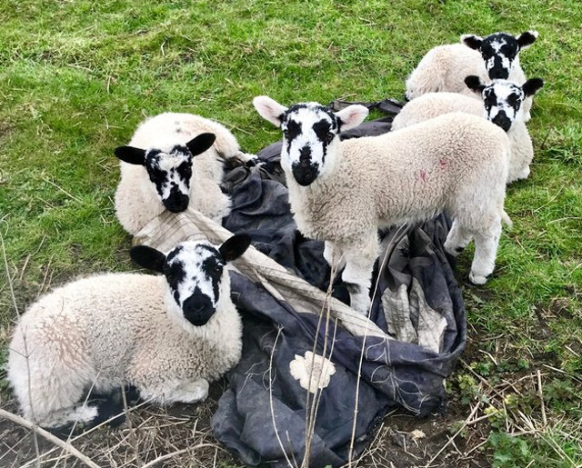 Animale "misterioase" care s-au nascut cu masca pe fata