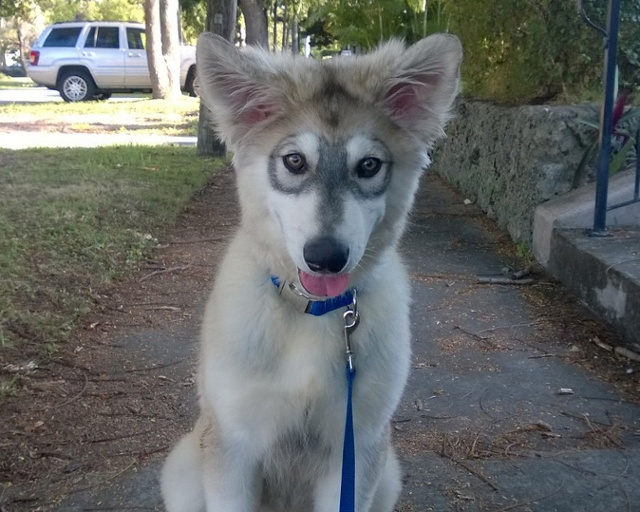 Animale "misterioase" care s-au nascut cu masca pe fata