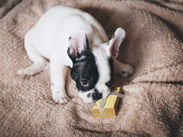 Un catelus ce pare destul de interesat de cadoul de Craciun