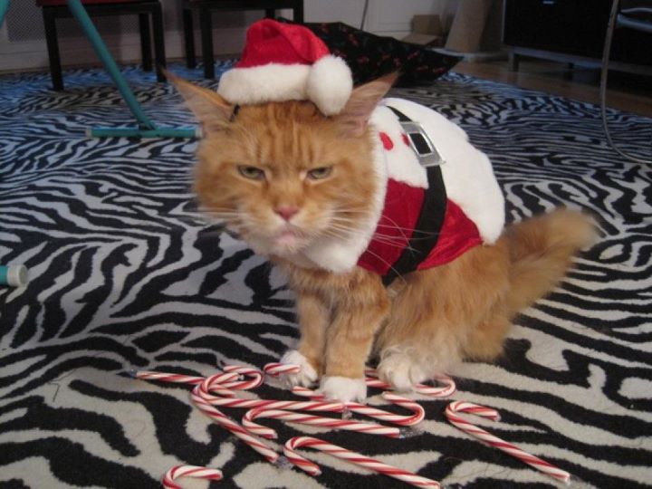 Se vede ca iubeste Craciunul