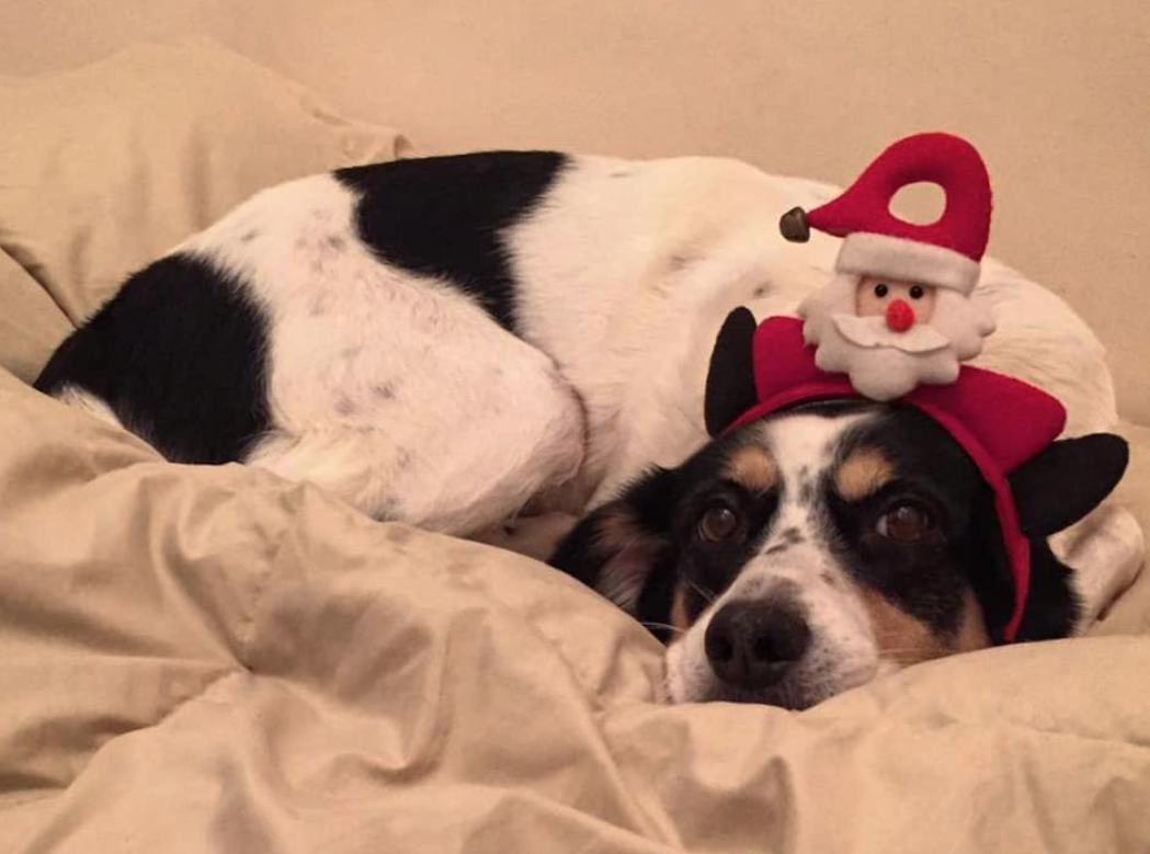Nu toti cainii iubesc Craciunul