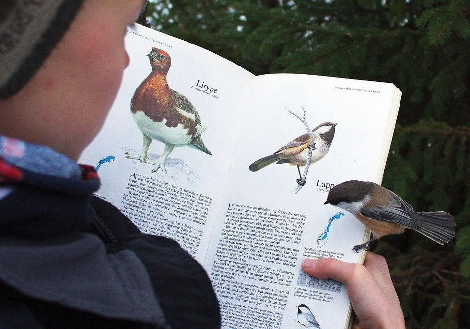O pasare s-a asezat chiar pe pagina din carte in care se afla prezentarea ei