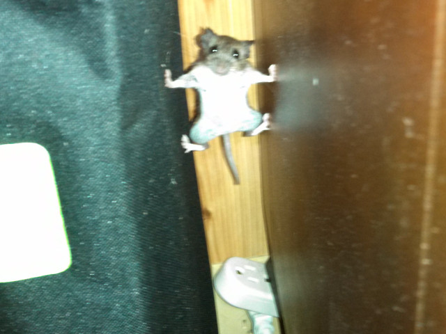 Soarece in "misiune imposibila"