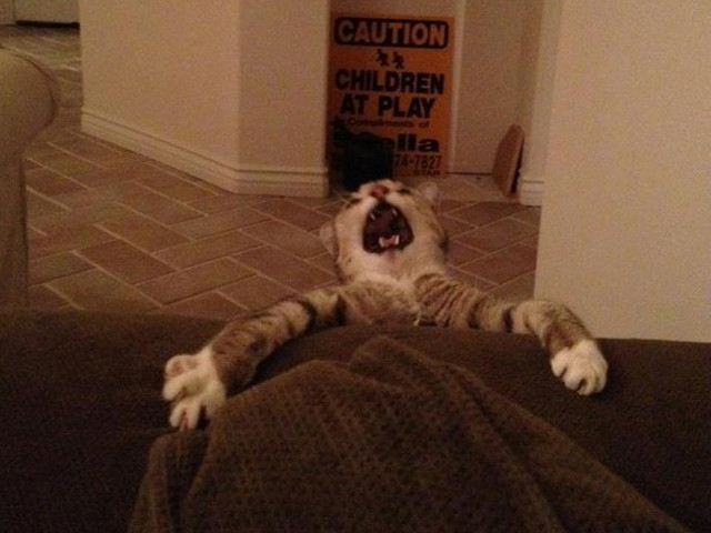 O pisica cu adevarat intr-o situatie limita