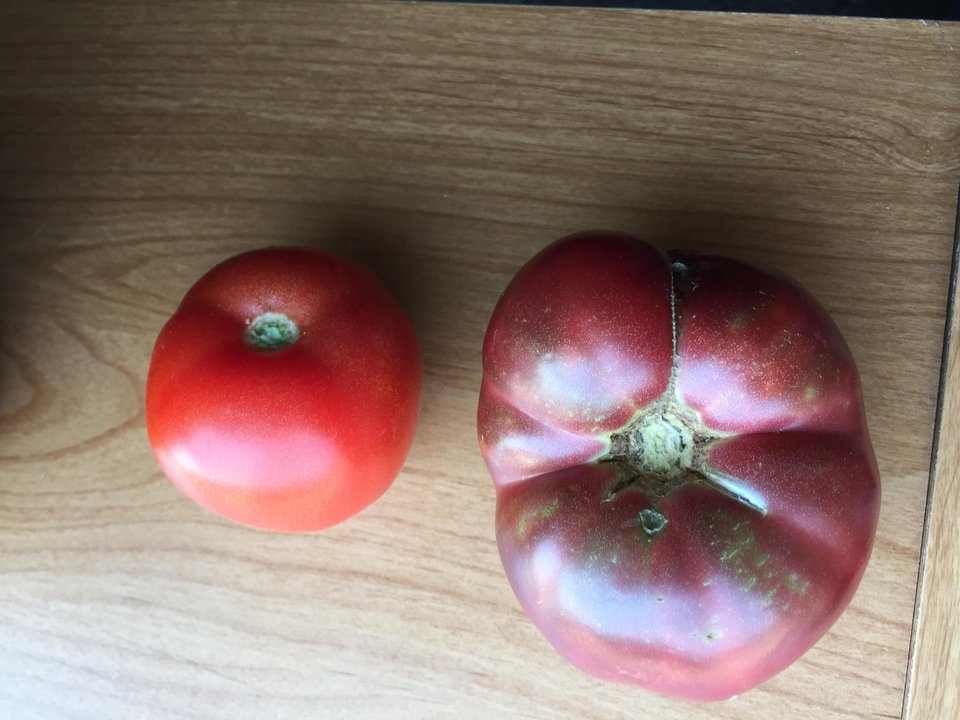 Rosia din zilele noastre vs rosie crescuta din samanta de acum zeci de ani