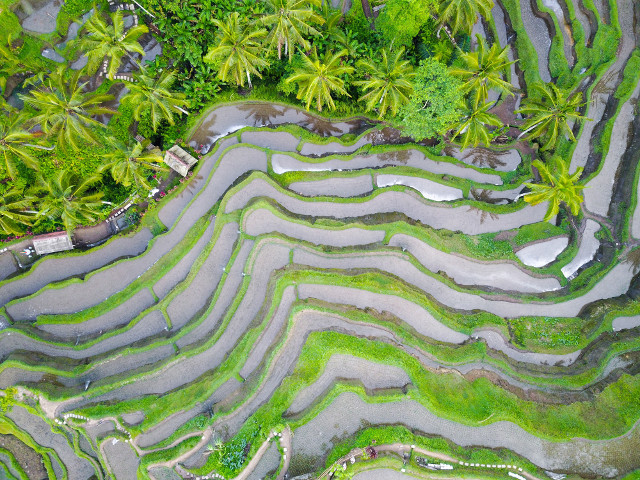 Tegallalang, Indonezia