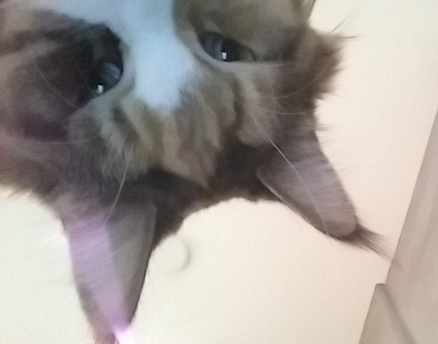 Pana la urma telefonul poate cadea in "ghearele" oricui cand dispare