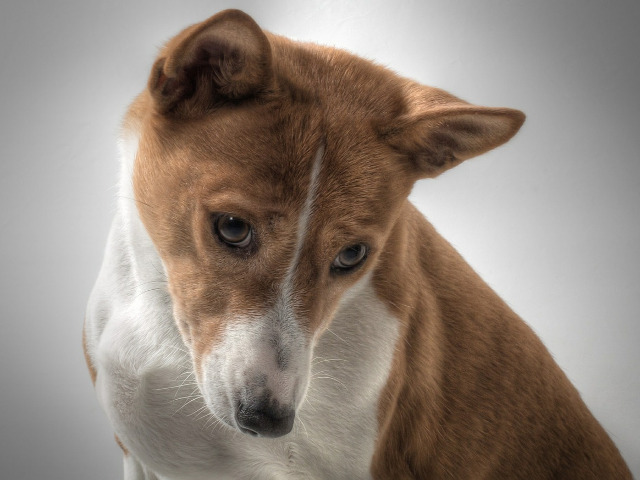Basenji
