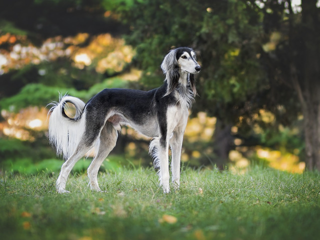 Ogar englez (Greyhound)