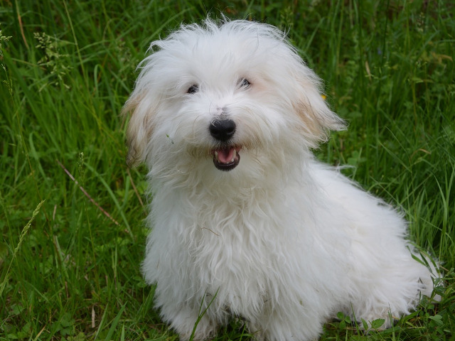 Bichonul de bumbac (Coton de Tulear)