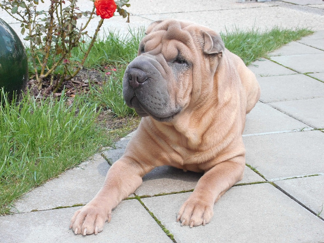 Shar Pei