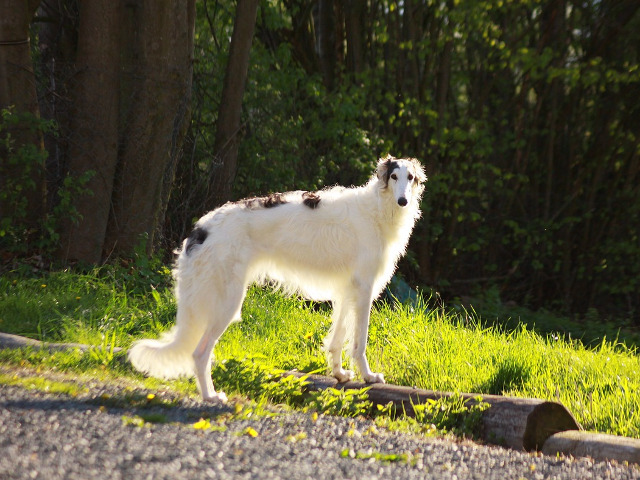 Borzoi