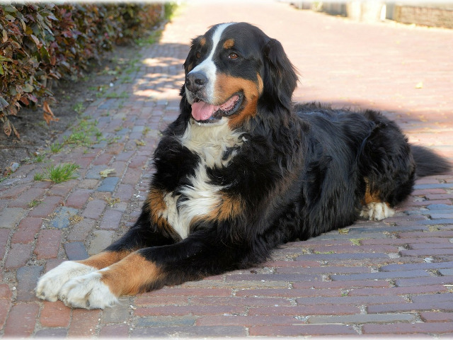 Ciobanesc de Berna (Bernese Mountain Dog)
