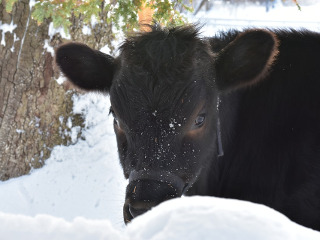 Nu se sacrifica animale