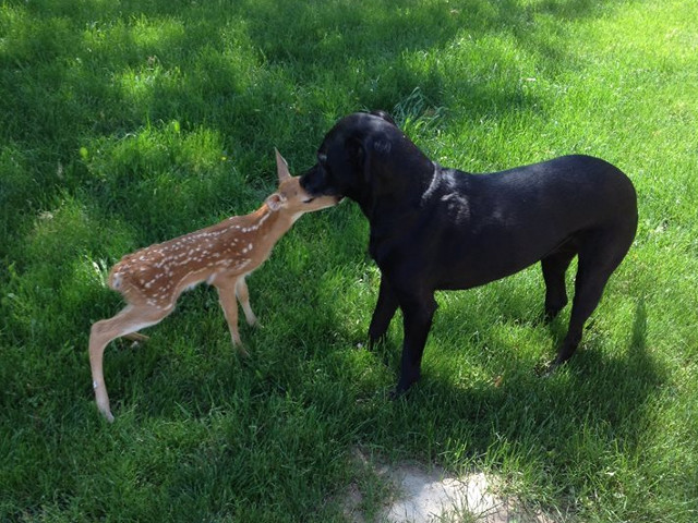 Se pare ca acest caine s-a imprietenit cu un pui de caprioara si a decis sa il si aduca acasa