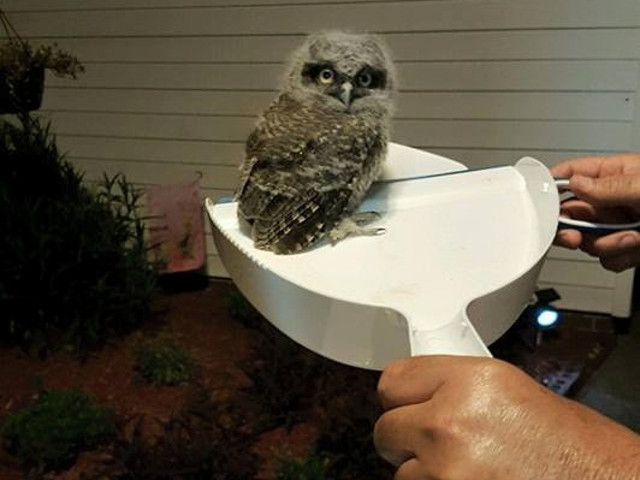 Bufnita adusa stapanilor de o pisica