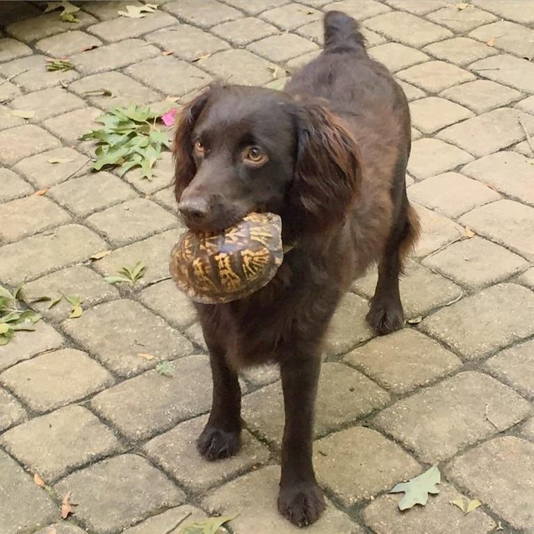 Cainele care a adus acasa o broscuta testoasa...