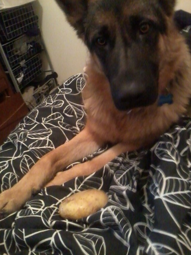 Un caine i-a adus stapanului un cartof in pat