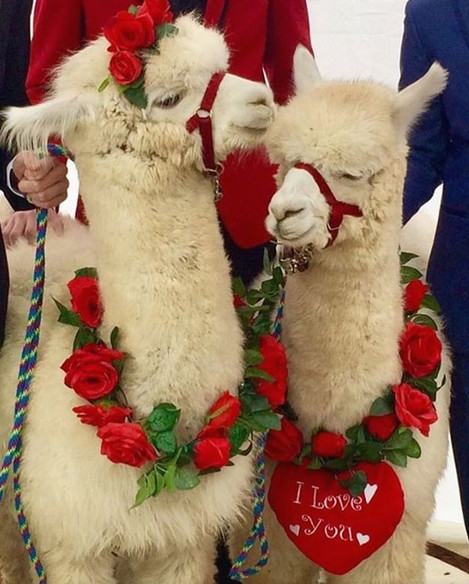Un cuplu Alpaca
