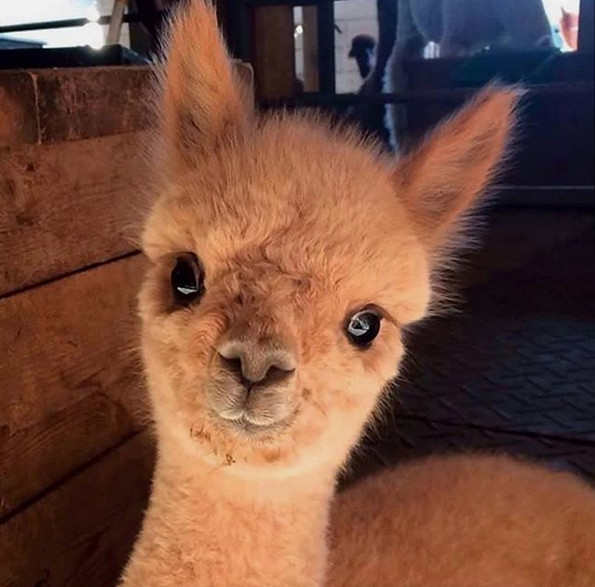 Cine nu si-ar dori un animalut asa dragut?