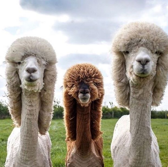 O tunsoare pe masura