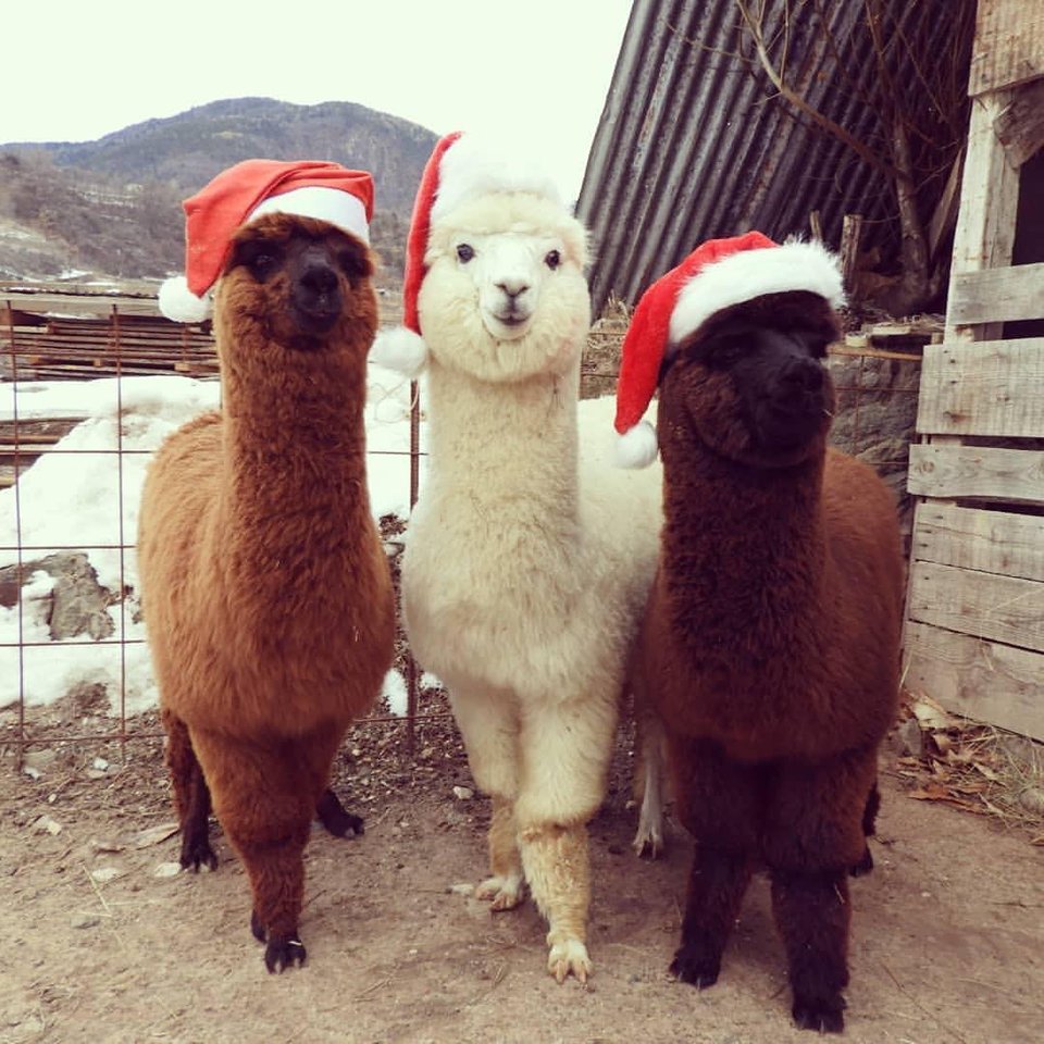 Ajutoarele lui Mos Craciun