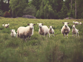 Ce se face pentru protectia turmelor de oi