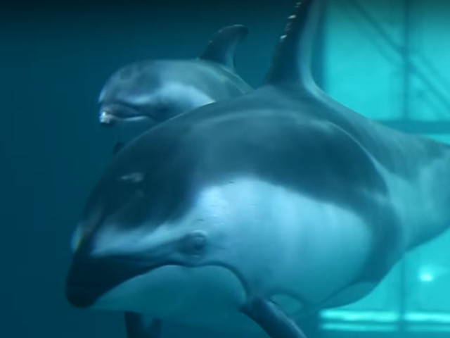 La fel ca oamenii, mamele delfin le canta puilor atunci cand se afla in pantec
