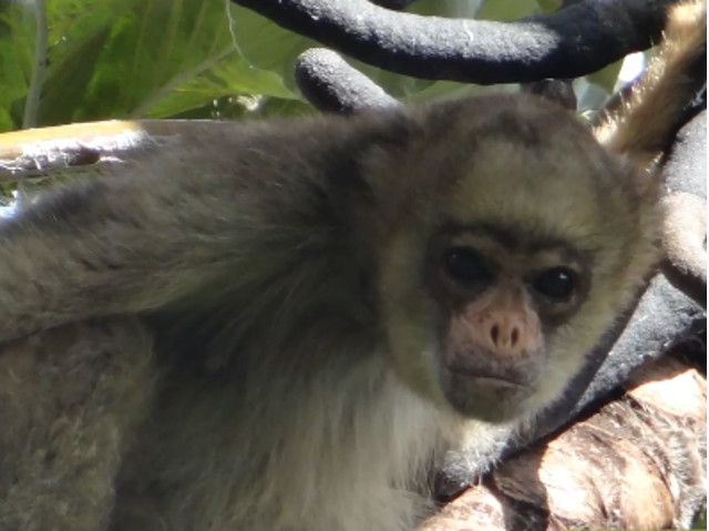 Muriquis, o specie de maimuta, isi incepe zilele cu imbratisari de grup