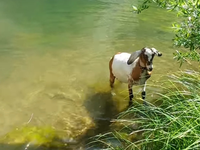 Caprele sunt bune inotatoare