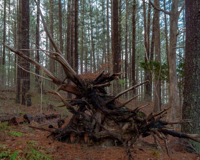 "Sfarsit tragic" pentru un copac