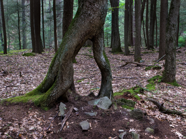 Pom ce a crescut intr-un mod bizar