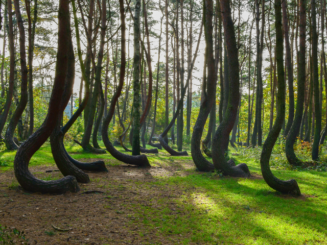 O padure diferita in Polonia