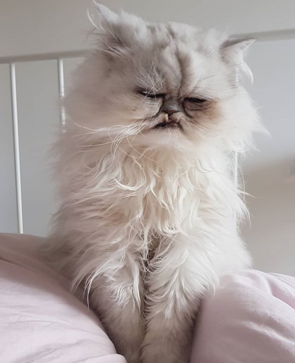 Nu pare a fi o pisica matinala