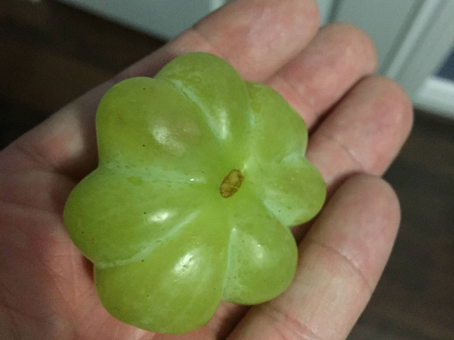 Cel mai mare strugure?