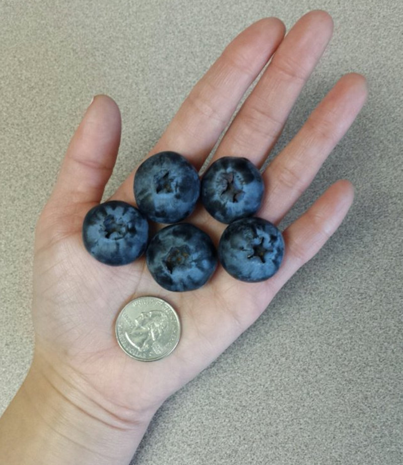 Coacaze mari cat o moneda