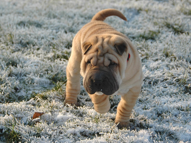 In ciuda aparentelor, nu este suparat